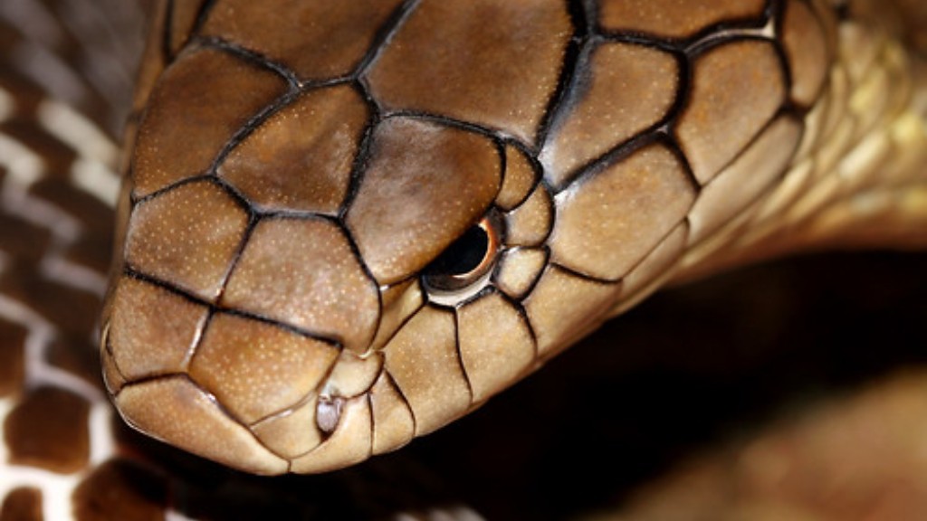 Gavriel Maynard Cobra Snake