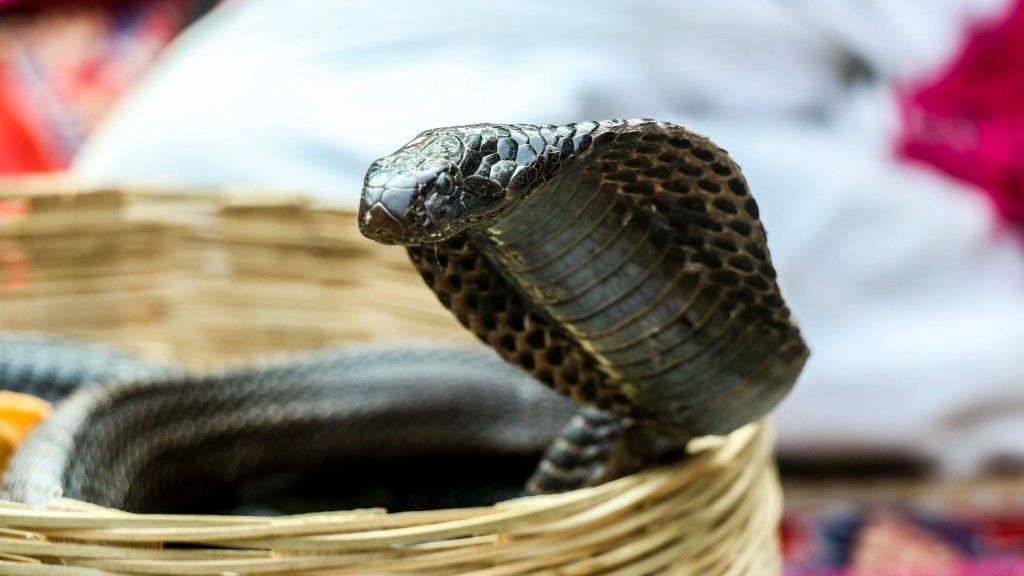 Black Cobra Snake Information Animals Mom.Meanimals Mom.Me