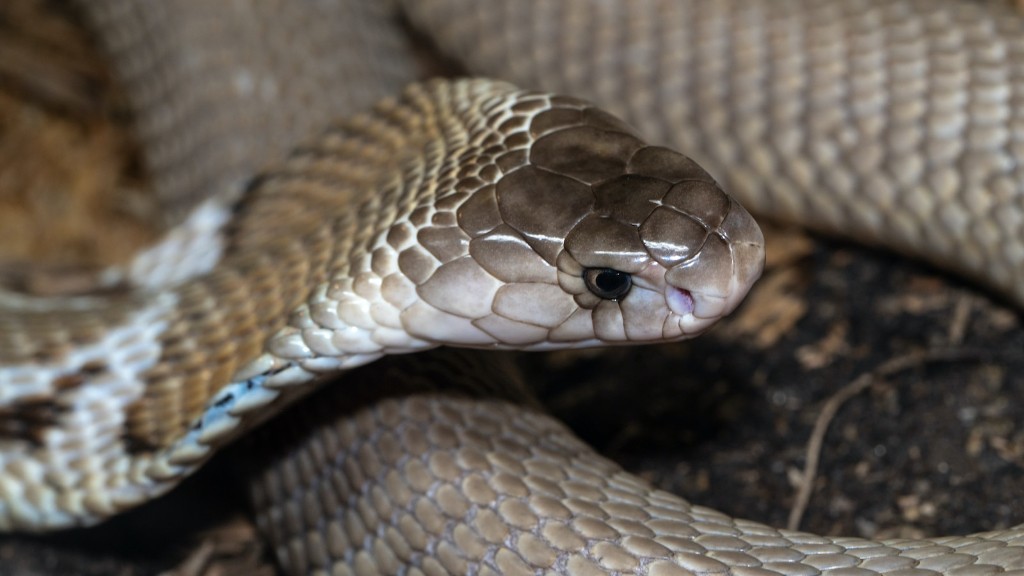 Cobra Snake huippunopeus