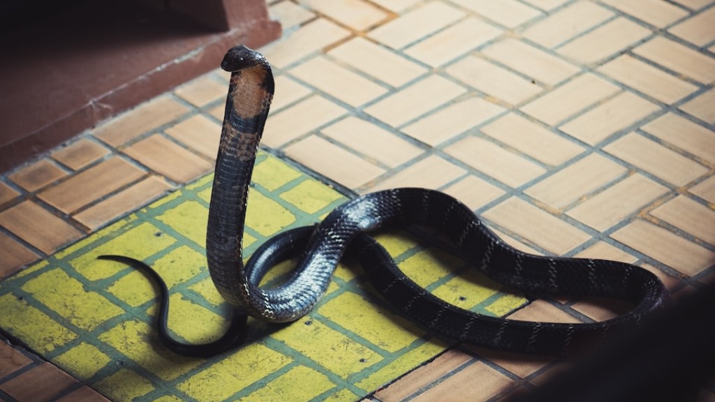 King Cobra Snake Show Krabi