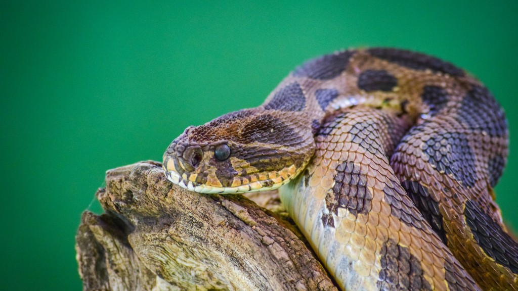Python-käärmerikos